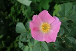 Weinrose / Schottische Zaunrose -Deutschland Garten Funk Verkaufs-Shop weinrose schottische zaunrose m000065 849540 0