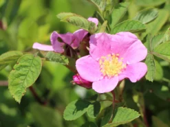 Weinrose / Schottische Zaunrose -Deutschland Garten Funk Verkaufs-Shop weinrose schottische zaunrose m000065 w 0