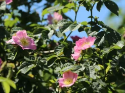 Weinrose / Schottische Zaunrose -Deutschland Garten Funk Verkaufs-Shop weinrose schottische zaunrose m000065 w 1