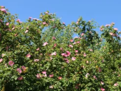 Weinrose / Schottische Zaunrose -Deutschland Garten Funk Verkaufs-Shop weinrose schottische zaunrose m000065 w 2