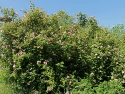 Weinrose / Schottische Zaunrose -Deutschland Garten Funk Verkaufs-Shop weinrose schottische zaunrose m000065 w 3