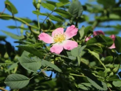 Weinrose / Schottische Zaunrose -Deutschland Garten Funk Verkaufs-Shop weinrose schottische zaunrose m000065 w 5