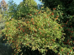 Weinrose / Schottische Zaunrose -Deutschland Garten Funk Verkaufs-Shop weinrose schottische zaunrose m000065 w 7