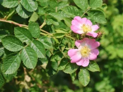 Weinrose / Schottische Zaunrose -Deutschland Garten Funk Verkaufs-Shop weinrose schottische zaunrose m000065 w 8