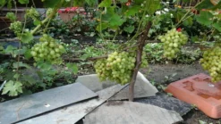 Weintraube 'Arkadia' ® -Deutschland Garten Funk Verkaufs-Shop weintraube arkadia m050088 313119 0