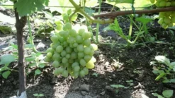 Weintraube 'Arkadia' ® -Deutschland Garten Funk Verkaufs-Shop weintraube arkadia m050088 313119 1