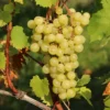 Weintraube 'Arkadia' ®