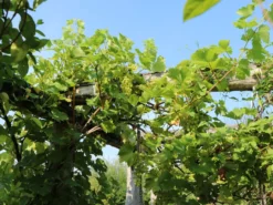 Weintraube 'Himrod' -Deutschland Garten Funk Verkaufs-Shop weintraube himrod m081933 w 0