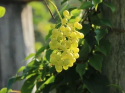 Weintraube 'Himrod' -Deutschland Garten Funk Verkaufs-Shop weintraube himrod m081933 w 1