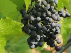 Weintraube 'Königliche Esther'