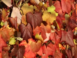 Weintraube 'New York Muscat' -Deutschland Garten Funk Verkaufs-Shop weintraube new york muscat m012516 w 0