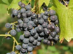 Weintraube 'New York Muscat'