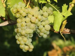 Weintraube 'Perle Von Zala'