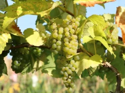 Weintraube 'Phönix'