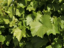 Weintraube 'Phönix' -Deutschland Garten Funk Verkaufs-Shop weintraube phoenix m000550 w 1