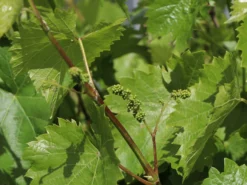 Weintraube 'Phönix' -Deutschland Garten Funk Verkaufs-Shop weintraube phoenix m000550 w 2