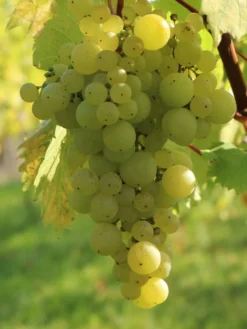 Weintraube 'Phönix' -Deutschland Garten Funk Verkaufs-Shop weintraube phoenix m000550 w 3