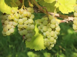 Weintraube 'Primus' -Deutschland Garten Funk Verkaufs-Shop weintraube primus m075008 w 0