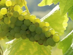 Weintraube 'Primus' -Deutschland Garten Funk Verkaufs-Shop weintraube primus m075008 w 2