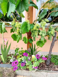 Weintraube 'Romulus' -Deutschland Garten Funk Verkaufs-Shop weintraube romulus m052533 239325 0