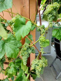 Weintraube 'Romulus' -Deutschland Garten Funk Verkaufs-Shop weintraube romulus m052533 239325 1