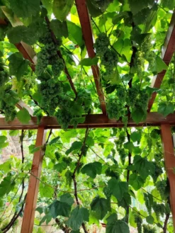 Weintraube 'Romulus' -Deutschland Garten Funk Verkaufs-Shop weintraube romulus m052533 239325 3