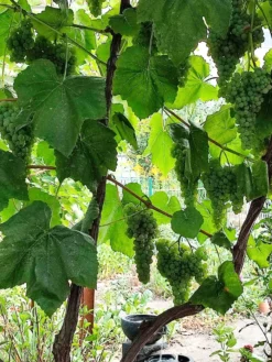 Weintraube 'Romulus' -Deutschland Garten Funk Verkaufs-Shop weintraube romulus m052533 239325 4