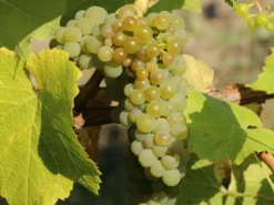 Weintraube 'Romulus'