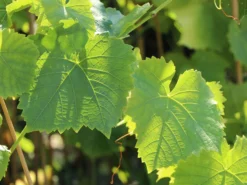 Weintraube 'Romulus' -Deutschland Garten Funk Verkaufs-Shop weintraube romulus m052533 w 0