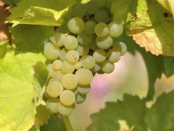 Weintraube 'Solaris'