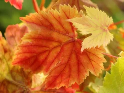 Weintraube 'Souvenir' ® / 'Datteltraube' -Deutschland Garten Funk Verkaufs-Shop weintraube souvenir datteltraube m052529 w 0