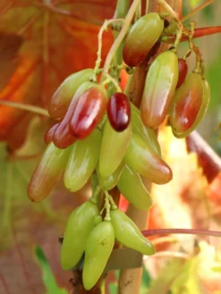 Weintraube 'Souvenir' ® / 'Datteltraube' -Deutschland Garten Funk Verkaufs-Shop weintraube souvenir datteltraube m052529 w 1