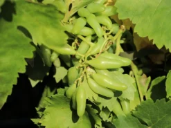 Weintraube 'Souvenir' ® / 'Datteltraube' -Deutschland Garten Funk Verkaufs-Shop weintraube souvenir datteltraube m052529 w 2