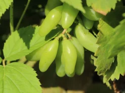 Weintraube 'Souvenir' ® / 'Datteltraube' -Deutschland Garten Funk Verkaufs-Shop weintraube souvenir datteltraube m052529 w 3