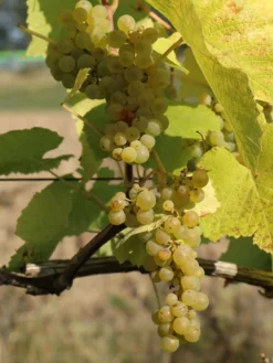 Weintraube 'Suzi' -Deutschland Garten Funk Verkaufs-Shop weintraube suzi m052531 w 0