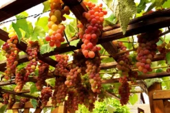 Weintraube 'Vanessa' ® -Deutschland Garten Funk Verkaufs-Shop weintraube vanessa m009943 276774 0