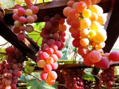 Weintraube 'Vanessa' ® -Deutschland Garten Funk Verkaufs-Shop weintraube vanessa m009943 276774 1