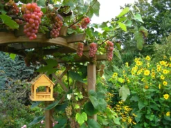 Weintraube 'Vanessa' ® -Deutschland Garten Funk Verkaufs-Shop weintraube vanessa m009943 755113 0