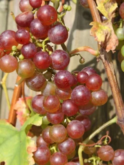 Weintraube 'Vanessa' ® -Deutschland Garten Funk Verkaufs-Shop weintraube vanessa m009943 w 0