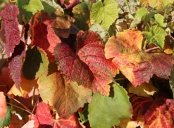 Weintraube 'Vanessa' ® -Deutschland Garten Funk Verkaufs-Shop weintraube vanessa m009943 w 2