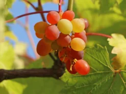 Weintraube 'Vanessa' ® -Deutschland Garten Funk Verkaufs-Shop weintraube vanessa m009943 w 3