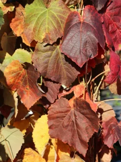 Weintraube 'Venus' -Deutschland Garten Funk Verkaufs-Shop weintraube venus m012630 w 0