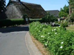 Weiße Apfelrose 'Alba' /- Kartoffelrose /- Hagebutte -Deutschland Garten Funk Verkaufs-Shop weisse apfelrose alba kartoffelrose hagebutte m003910 w 0