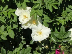 Weiße Apfelrose 'Alba' /- Kartoffelrose /- Hagebutte -Deutschland Garten Funk Verkaufs-Shop weisse apfelrose alba kartoffelrose hagebutte m003910 w 11