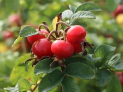 Weiße Apfelrose 'Alba' /- Kartoffelrose /- Hagebutte -Deutschland Garten Funk Verkaufs-Shop weisse apfelrose alba kartoffelrose hagebutte m003910 w 2