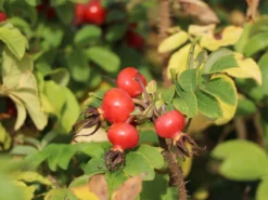 Weiße Apfelrose 'Alba' /- Kartoffelrose /- Hagebutte -Deutschland Garten Funk Verkaufs-Shop weisse apfelrose alba kartoffelrose hagebutte m003910 w 3