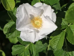 Weiße Apfelrose 'Alba' /- Kartoffelrose /- Hagebutte -Deutschland Garten Funk Verkaufs-Shop weisse apfelrose alba kartoffelrose hagebutte m003910 w 4