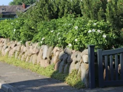 Weiße Apfelrose 'Alba' /- Kartoffelrose /- Hagebutte -Deutschland Garten Funk Verkaufs-Shop weisse apfelrose alba kartoffelrose hagebutte m003910 w 5