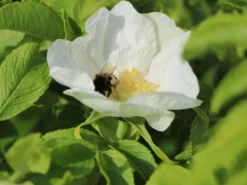 Weiße Apfelrose 'Alba' /- Kartoffelrose /- Hagebutte -Deutschland Garten Funk Verkaufs-Shop weisse apfelrose alba kartoffelrose hagebutte m003910 w 6