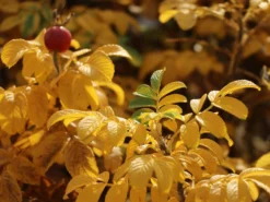 Weiße Apfelrose 'Alba' /- Kartoffelrose /- Hagebutte -Deutschland Garten Funk Verkaufs-Shop weisse apfelrose alba kartoffelrose hagebutte m003910 w 7